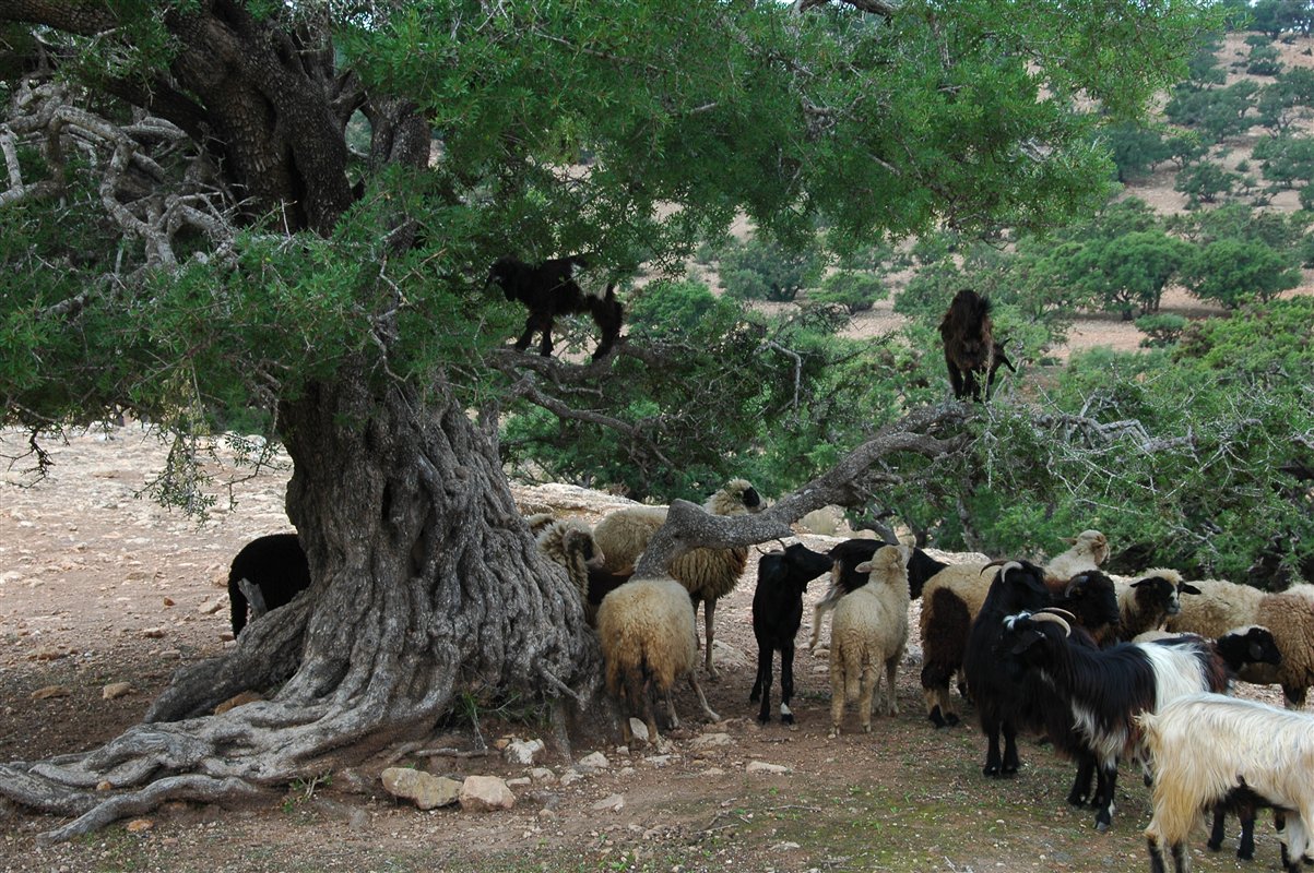 Maroko - kozy