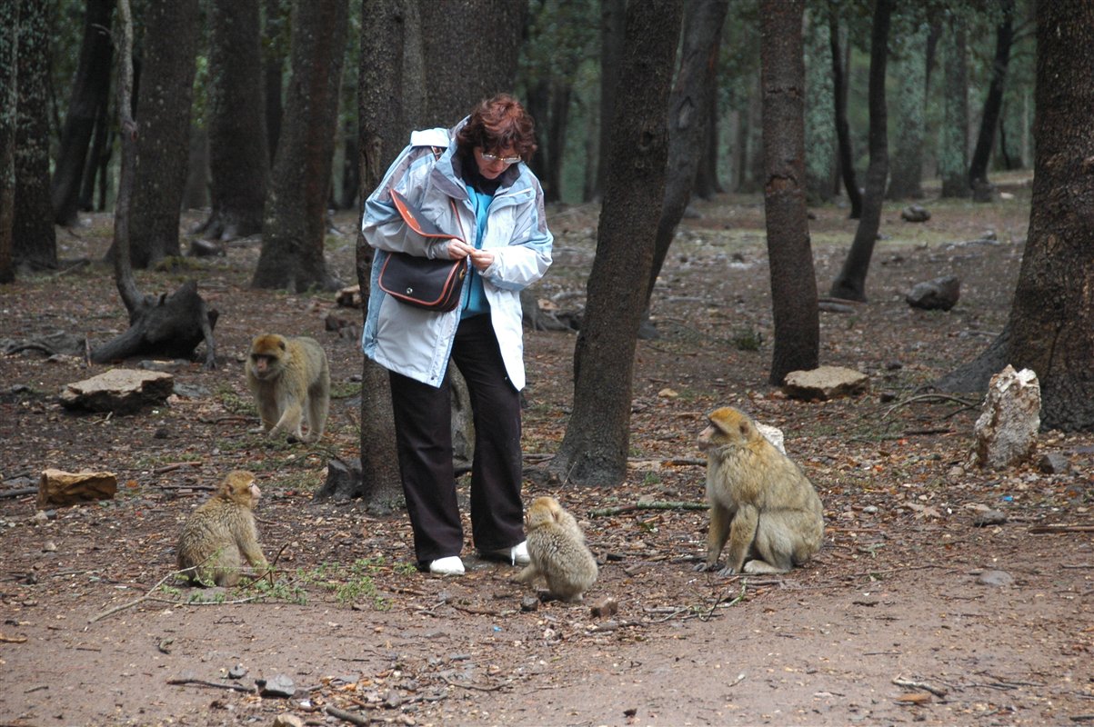 Maroko - karmienie makaków