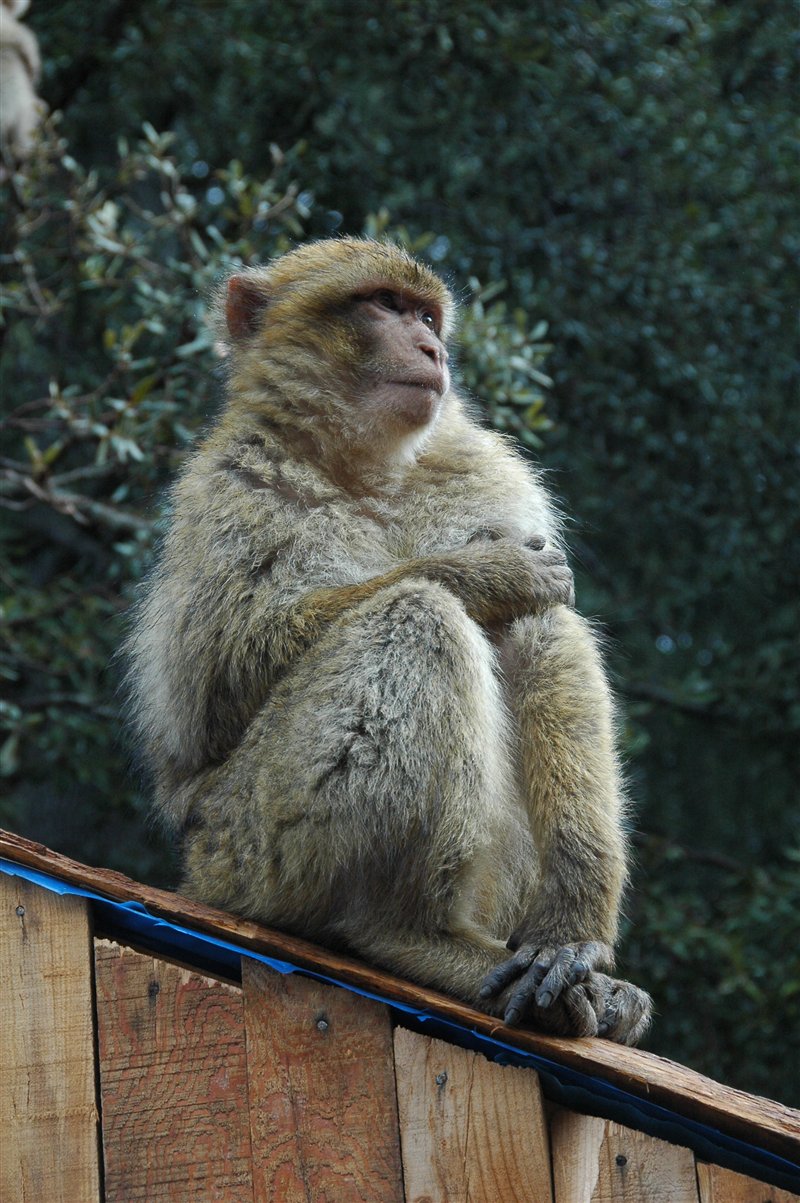 siedząca małpka