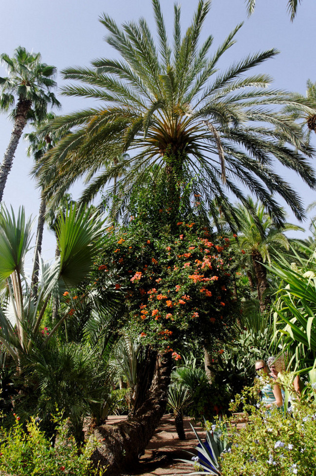 tropikalny ogród