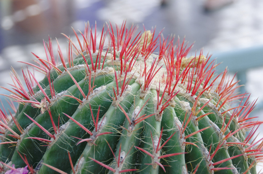 kaktus czerwony