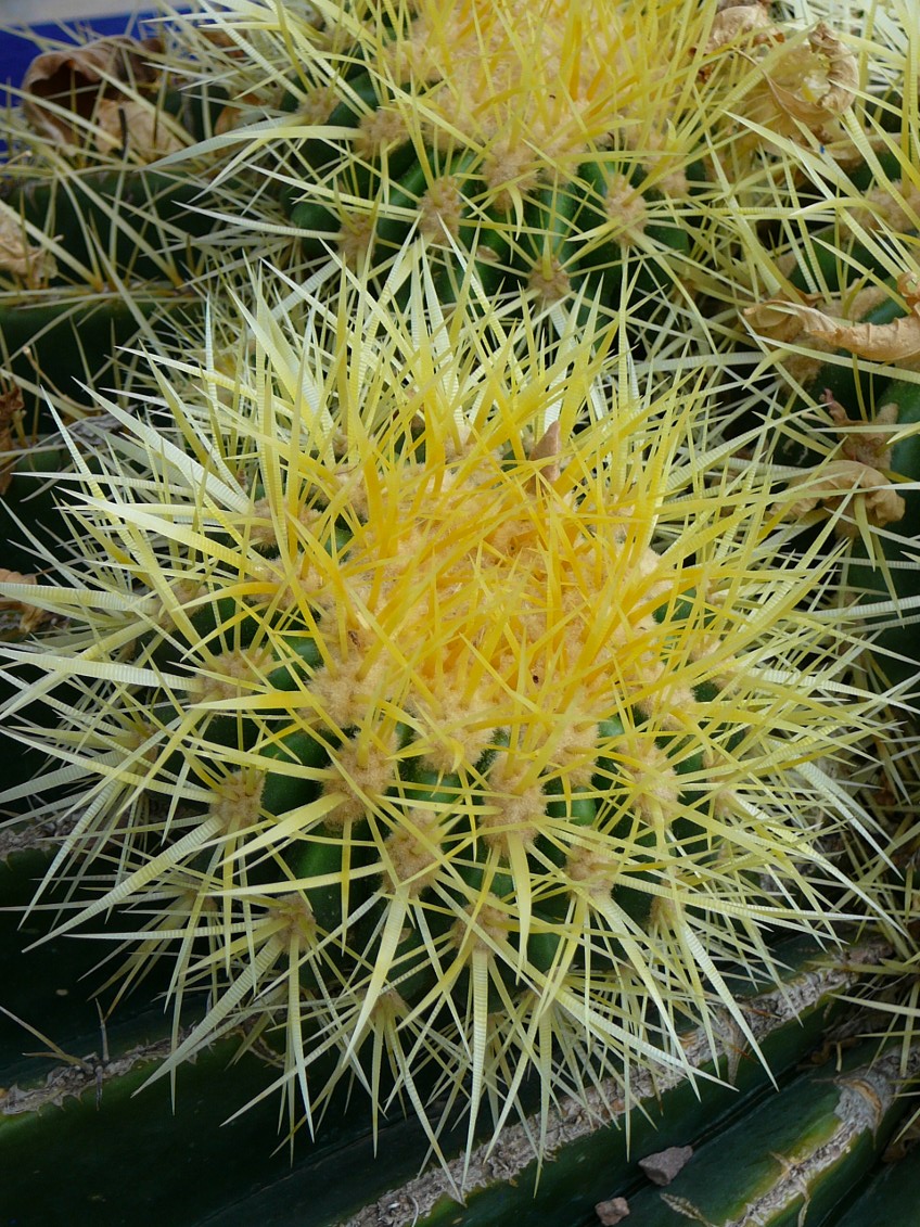 foto - kaktus żółty