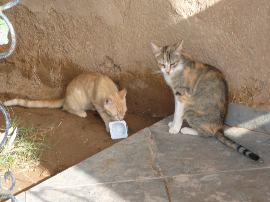 Maroko - Głodne koty