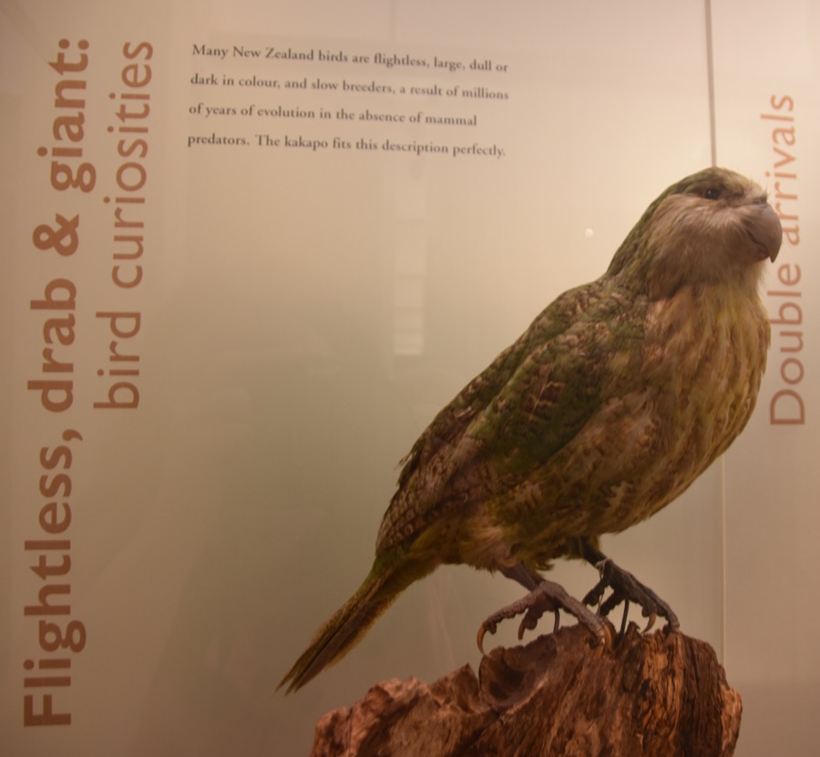 papuga kakapa