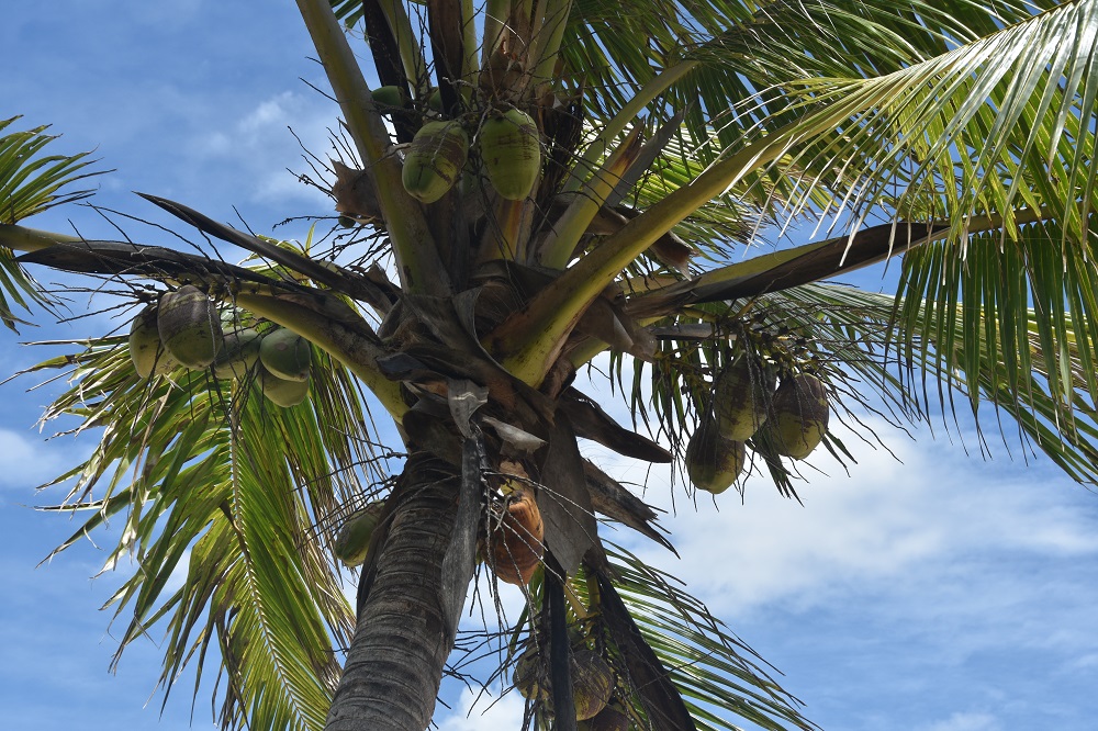 palmy kokosowe