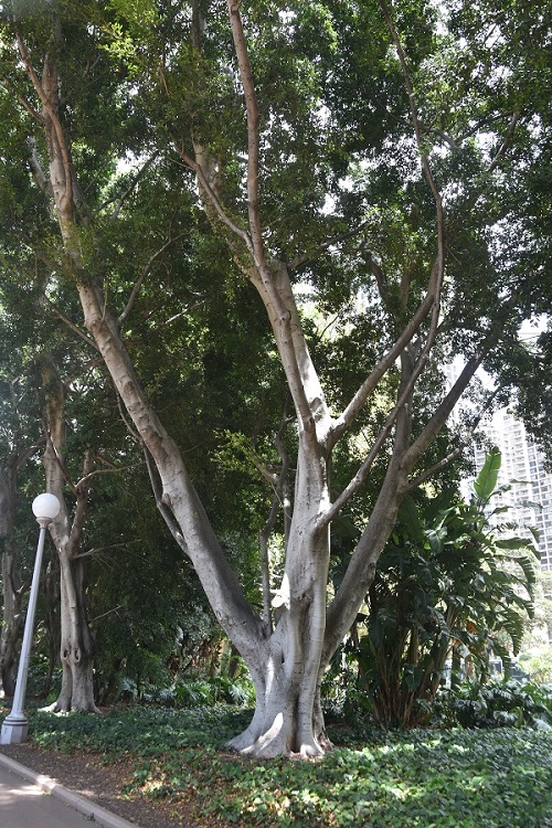 drzewo 1