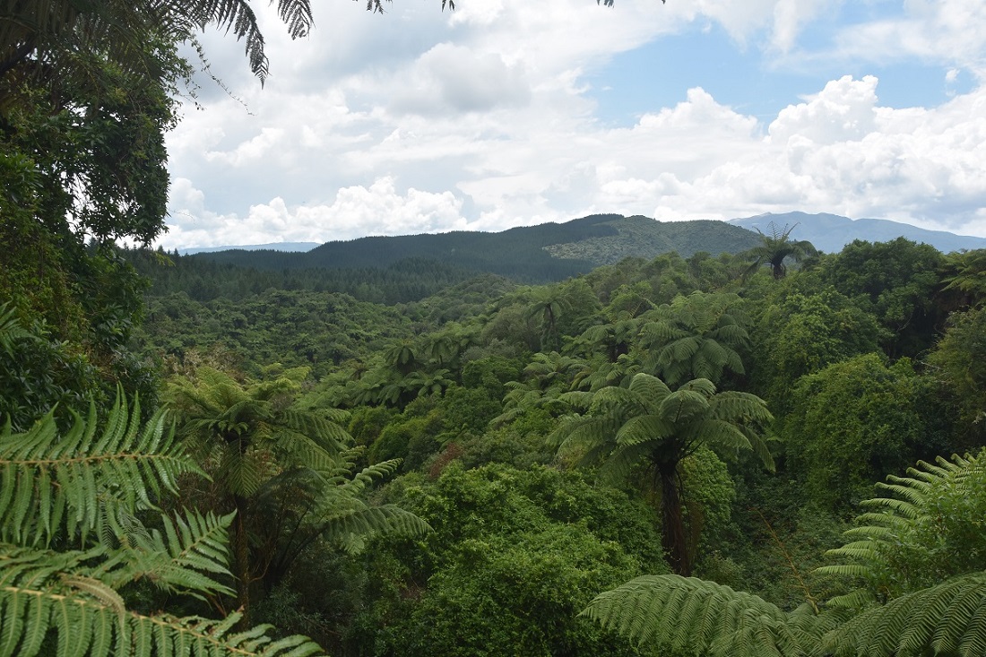 dolina Waimangu