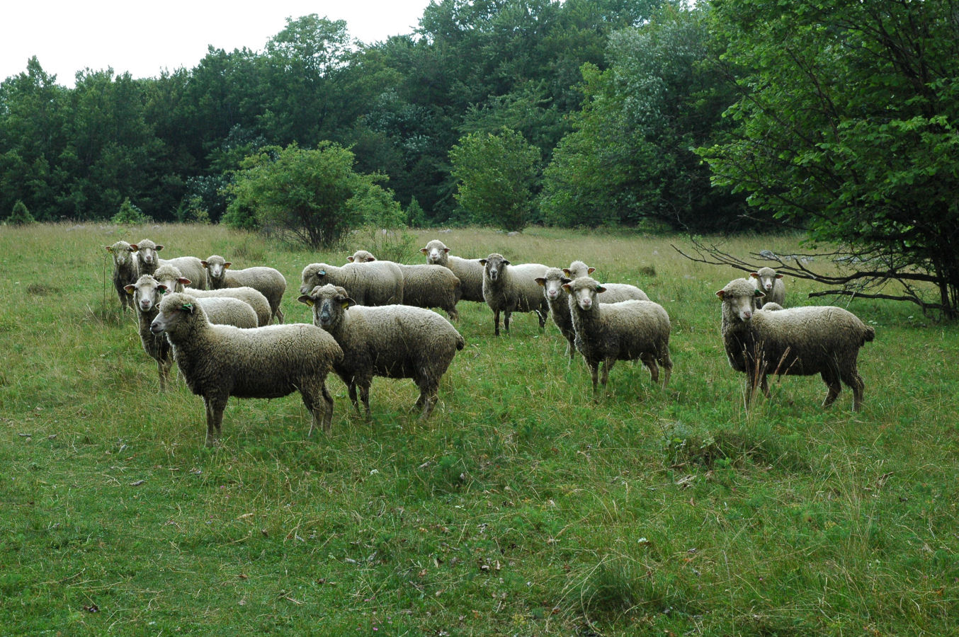 Słowacki Kras - stado owiec