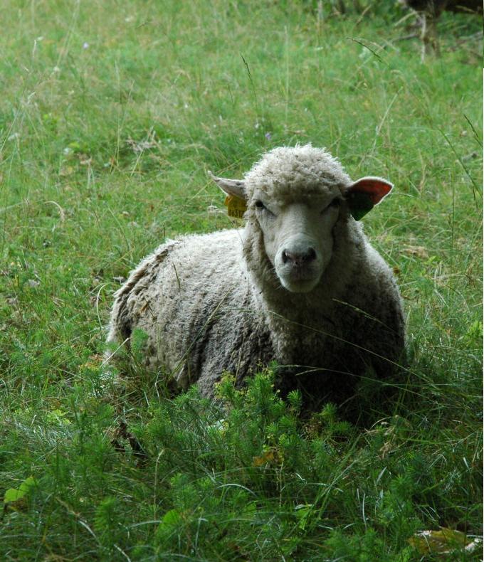 zdjęcie owcy