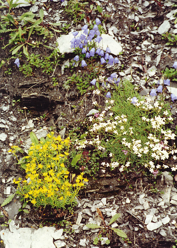 fotografia kwiatów na skałach