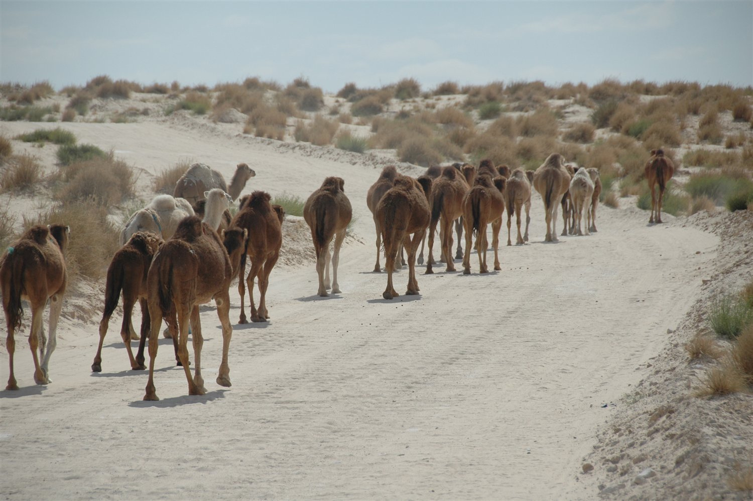 Wielbłądy przechodzą przez drogę