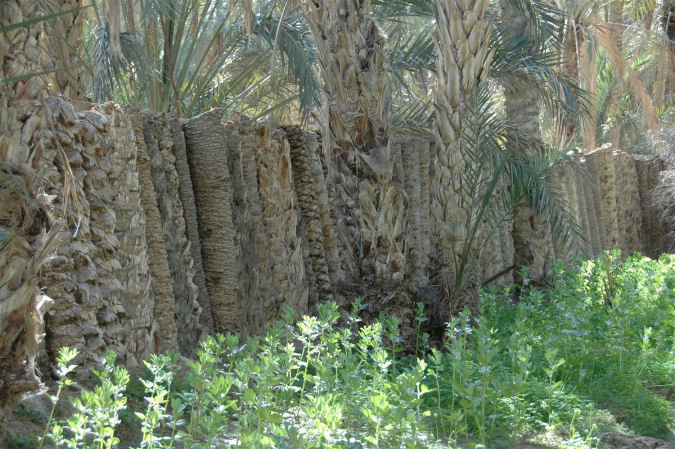 Tunezja - gaj palmowy
