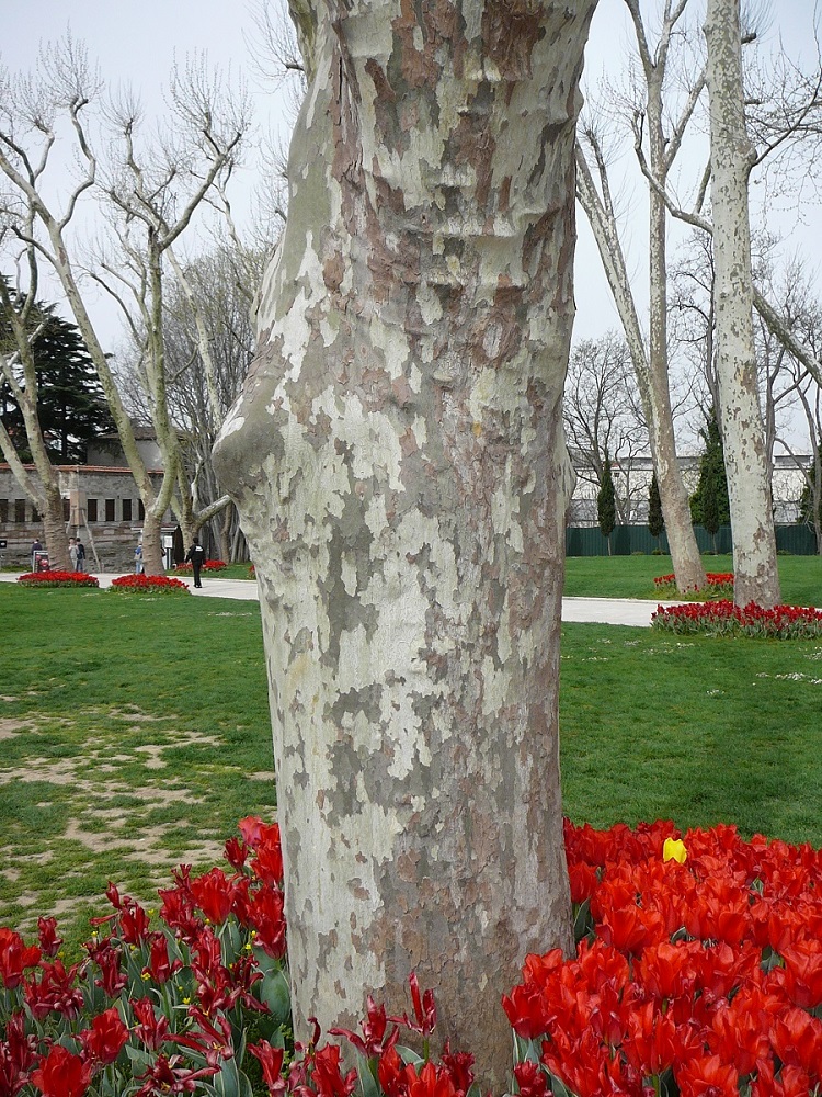 tulipany3