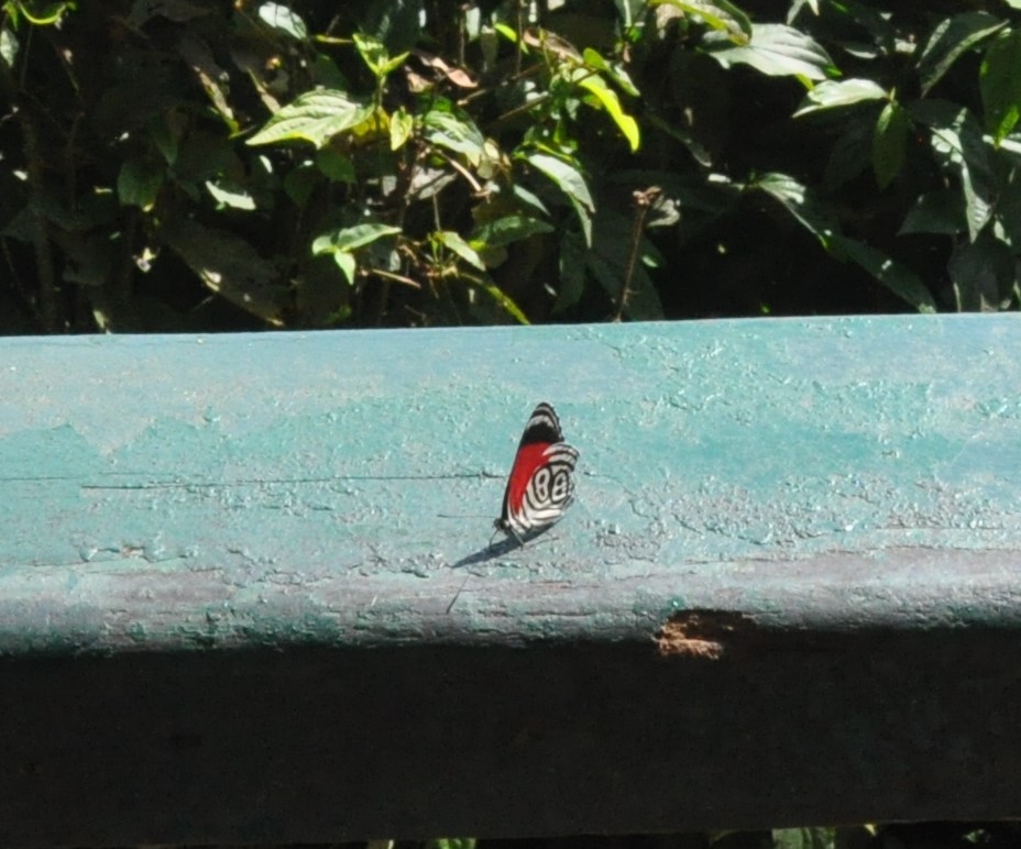 motyl