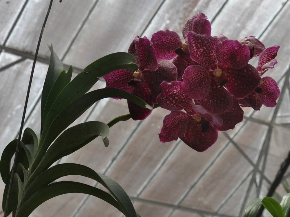 orchidea bordowa