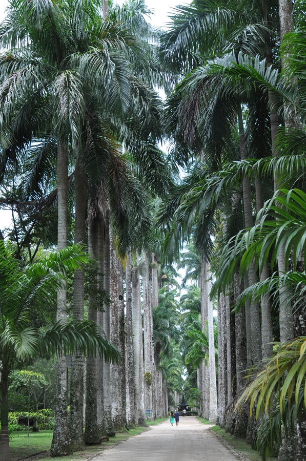 aleja palm