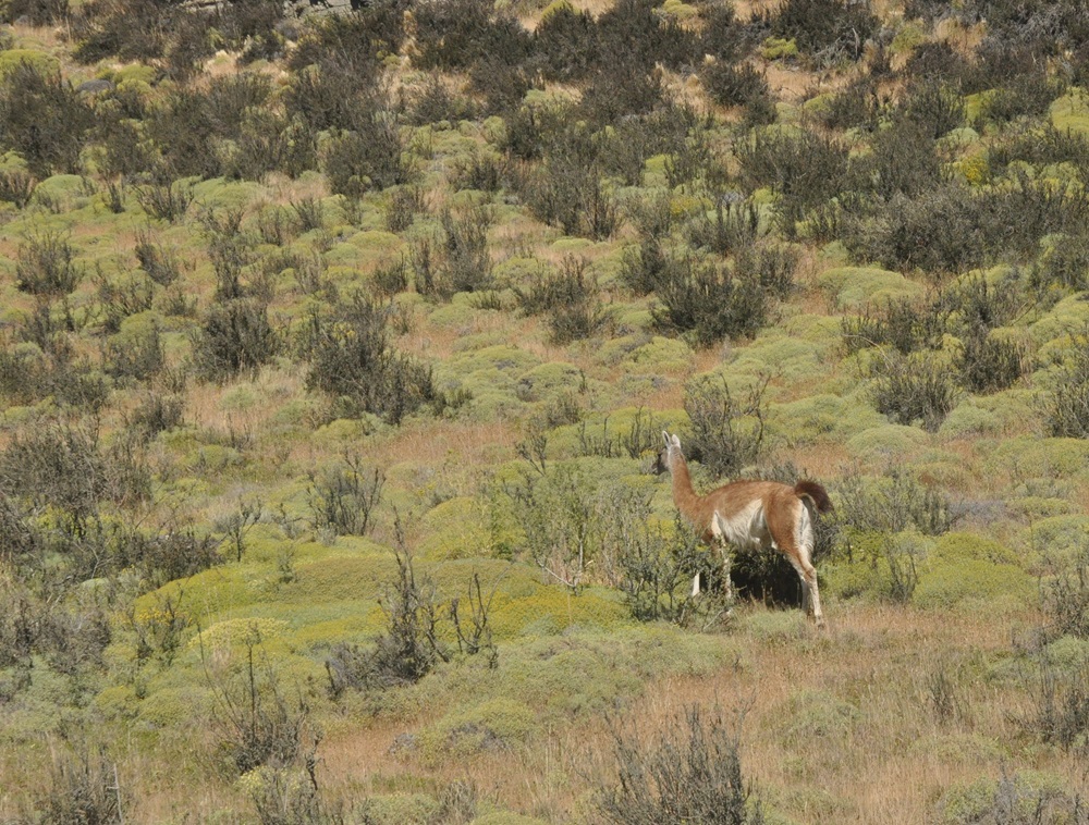 guanaco tyłem