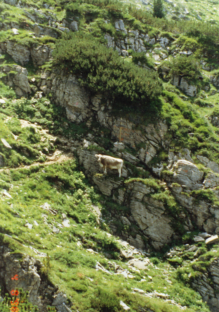 skałki w Alpach