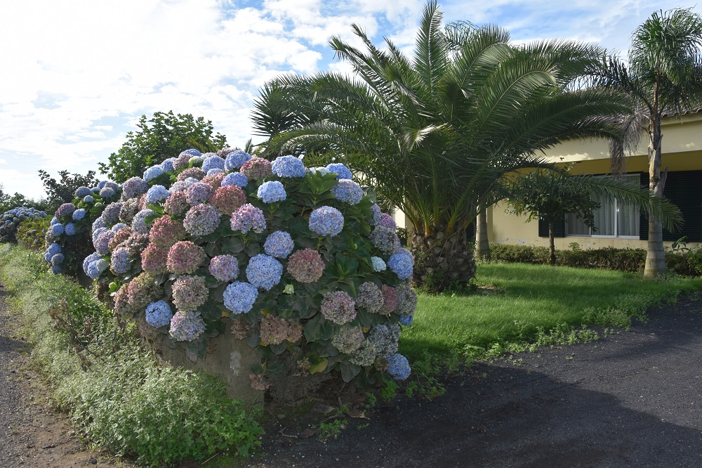 hortensje w Remedios