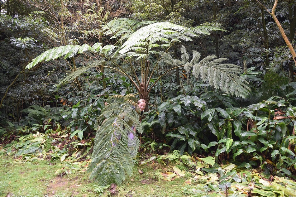 dinozaur
