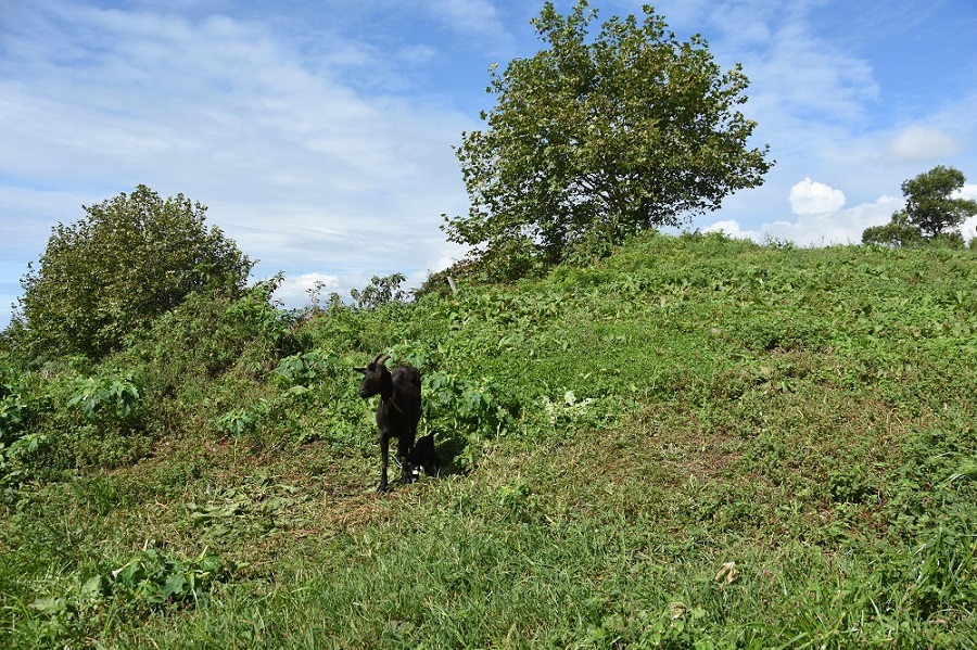 koza