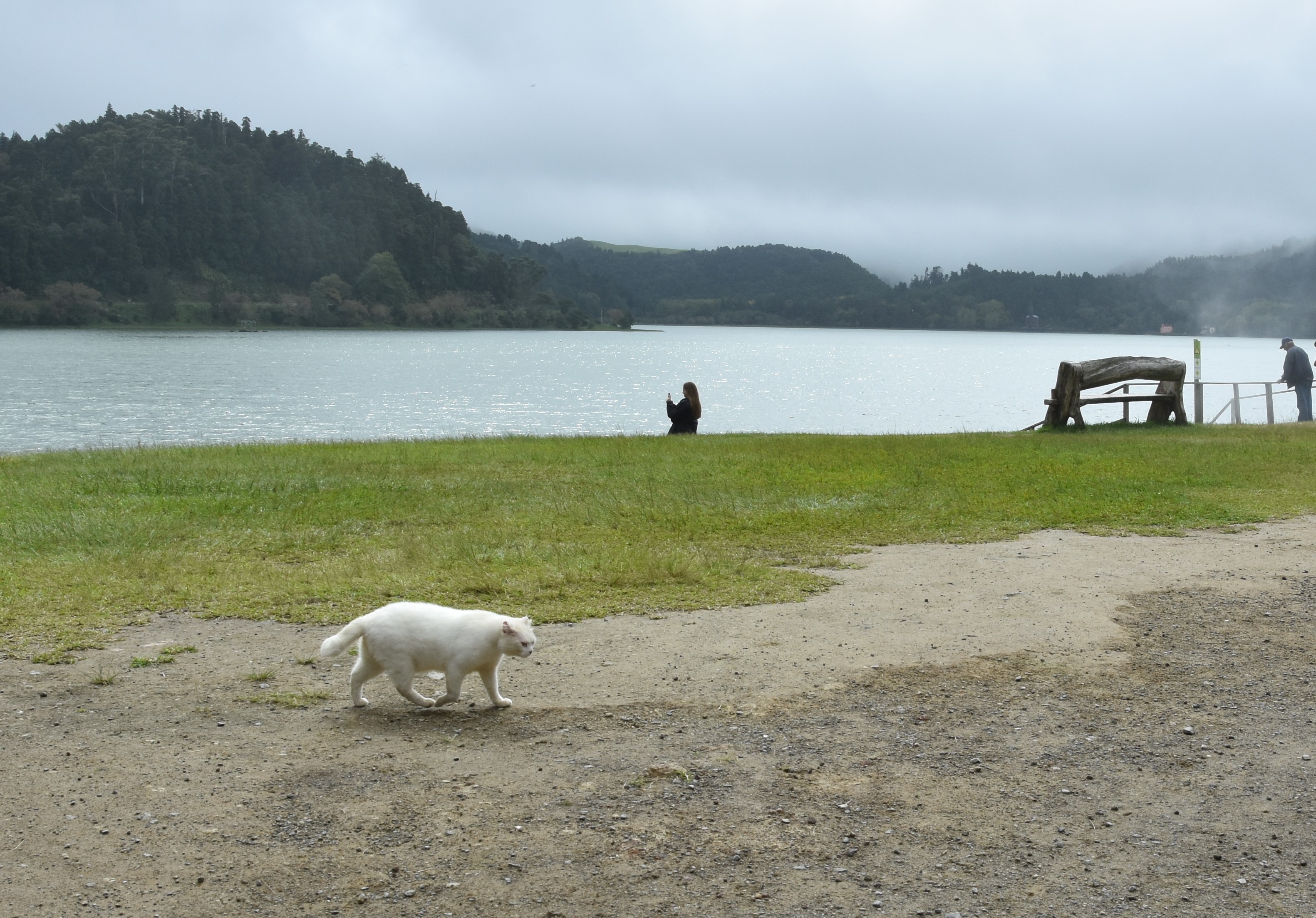 kot nad LAgo Furnas