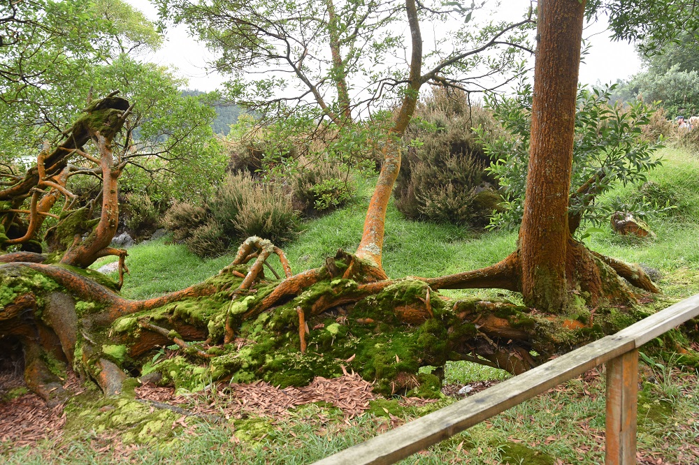 nad Lago Furnas