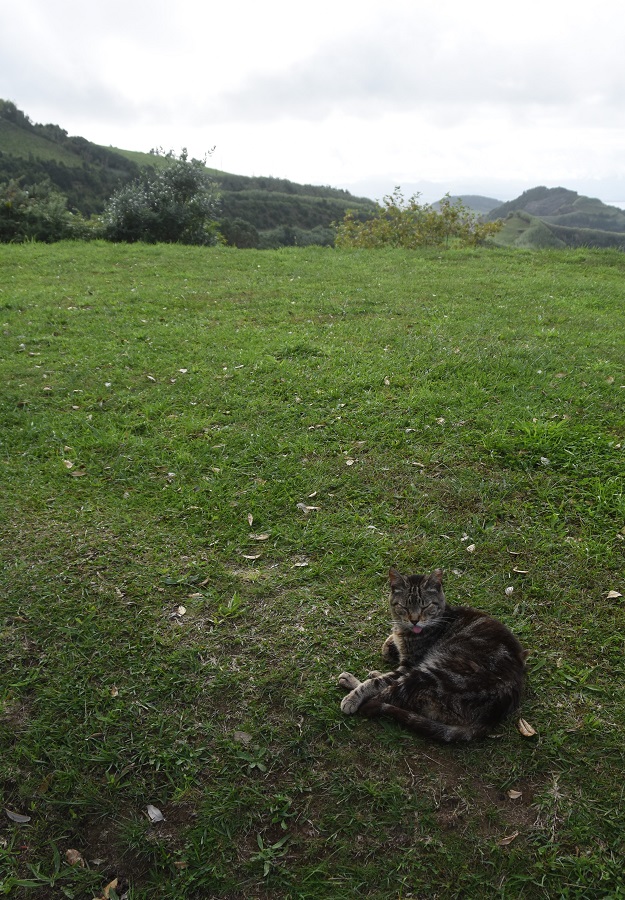 kotek