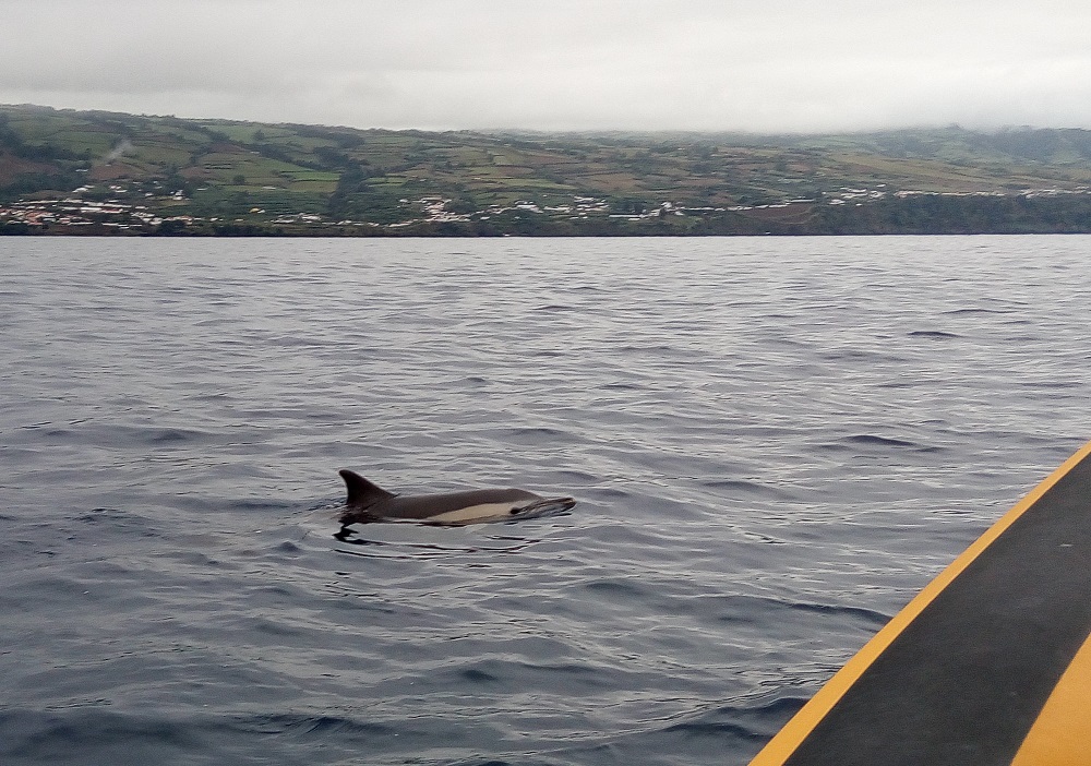 delfin