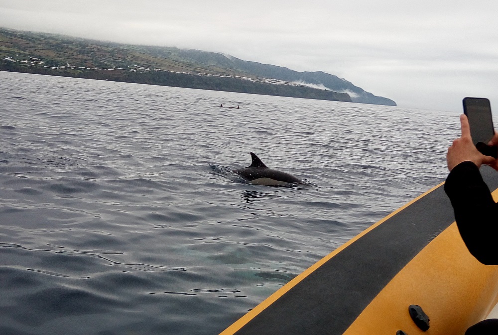 delfiny Sao Miguel