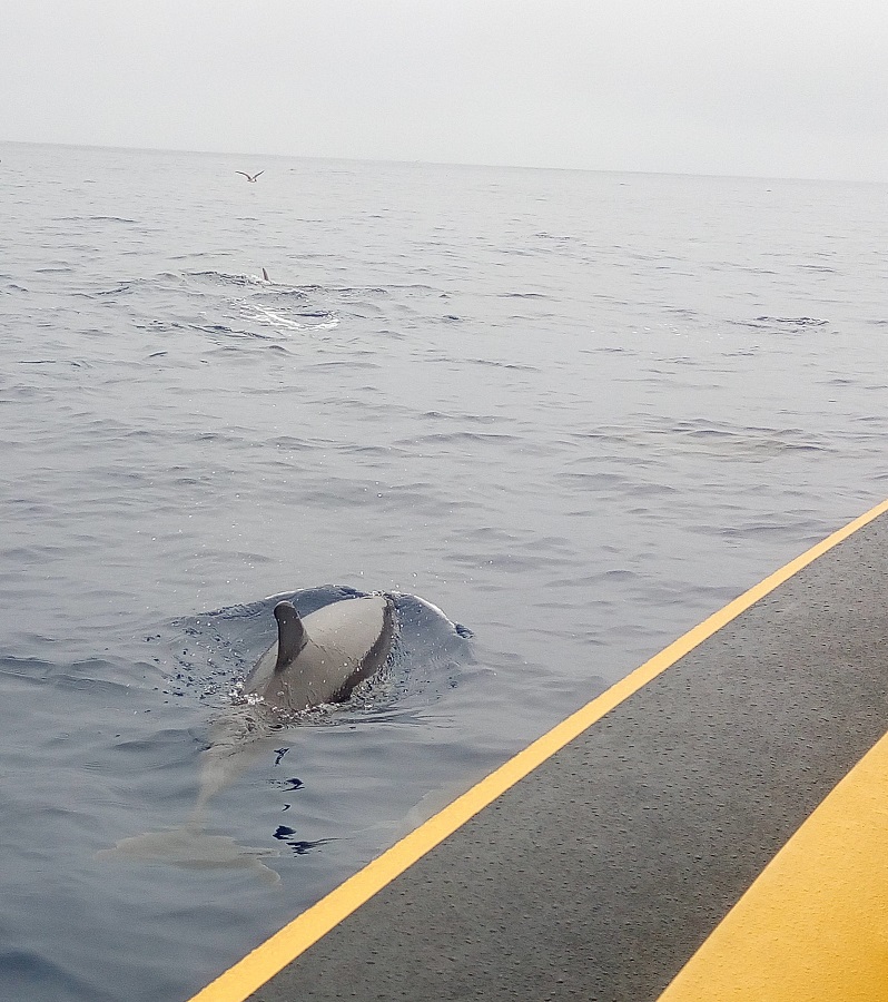 delfin na Azorach