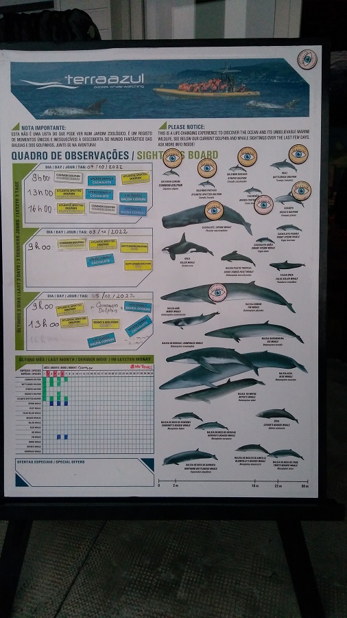 rodzaje delfinow i wielorybów