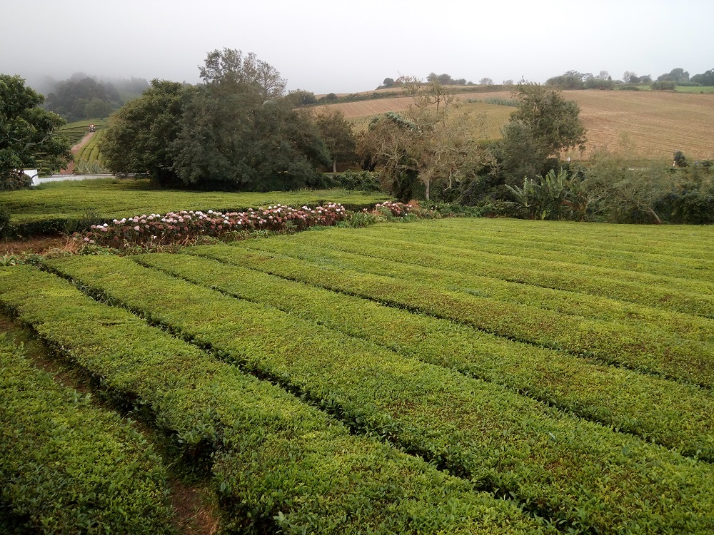 plantacja herbaty