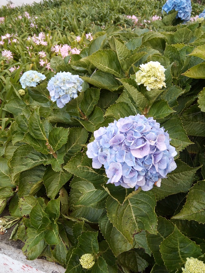 hortensje