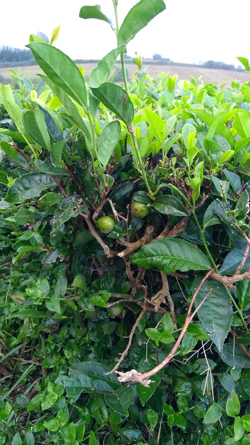 owoc herbaty