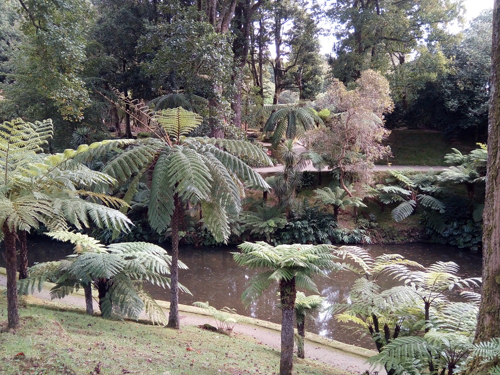 paprocie 