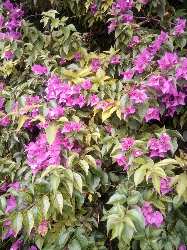 liliowa bugenwilii