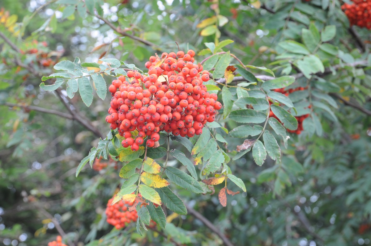 jarzębina