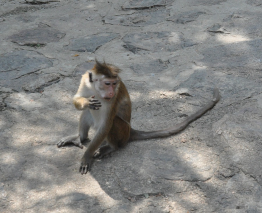 makak Sri Lanka