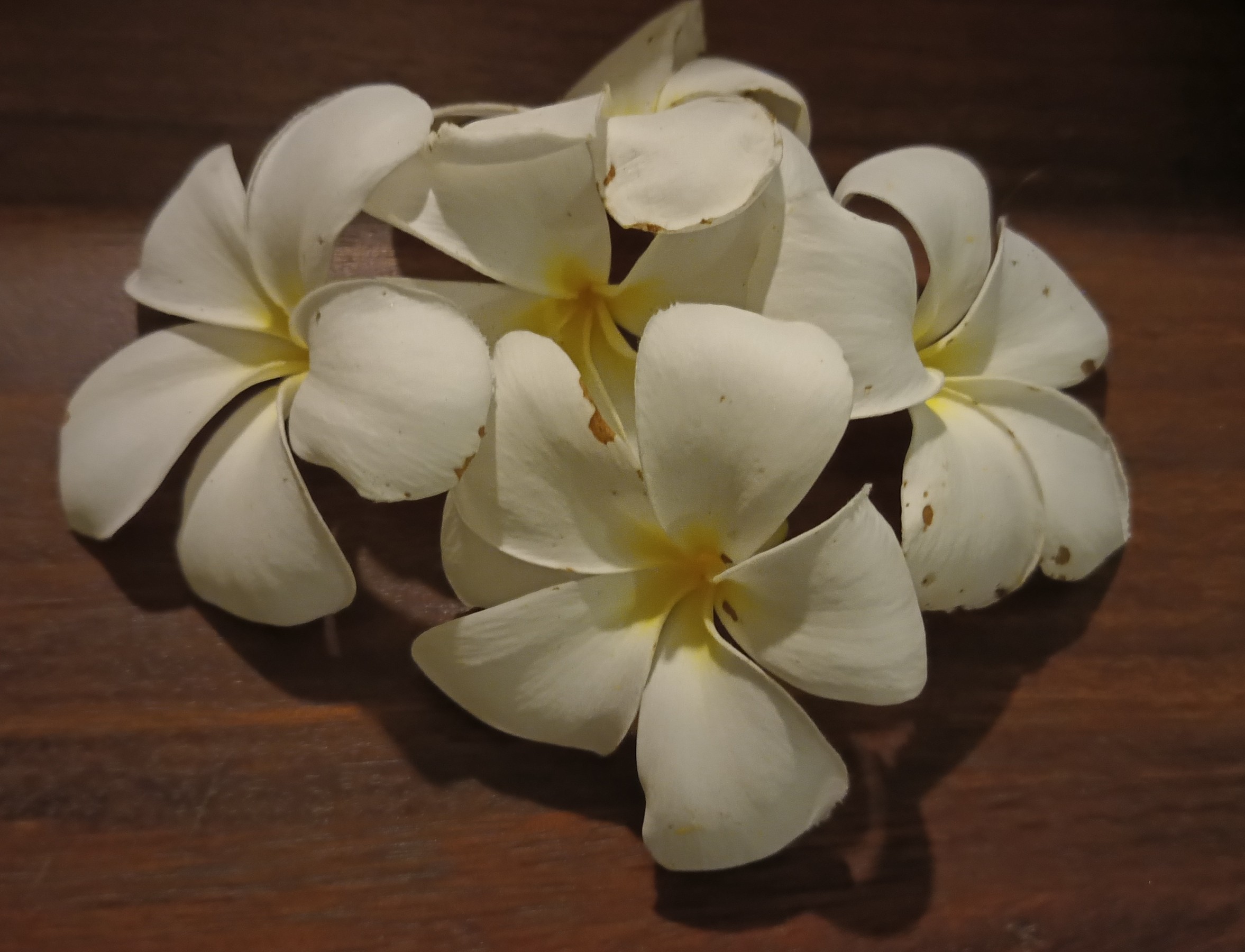 frangipani