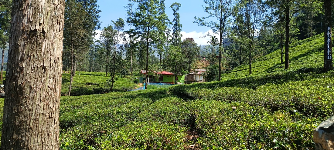 Plantacja Blue Field