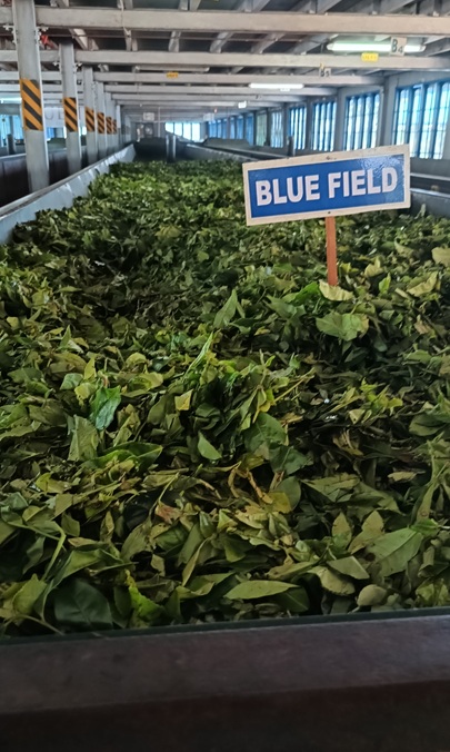 zakład Blue Field