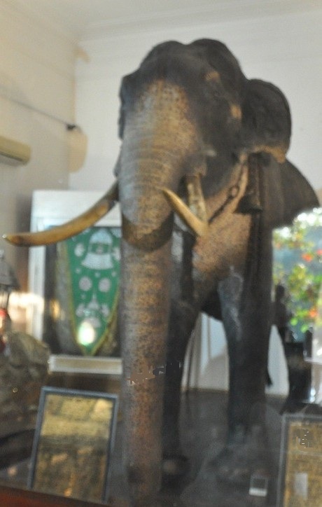 słoń w  muzeum w Kandy