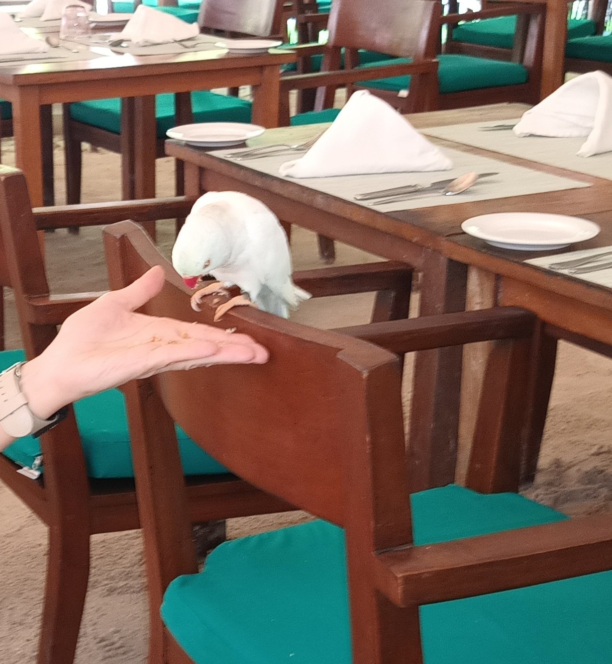 papużka w restauracji