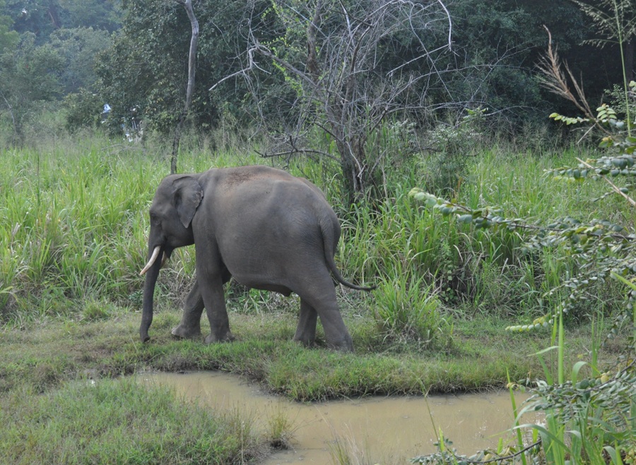 safari na Sri Lance