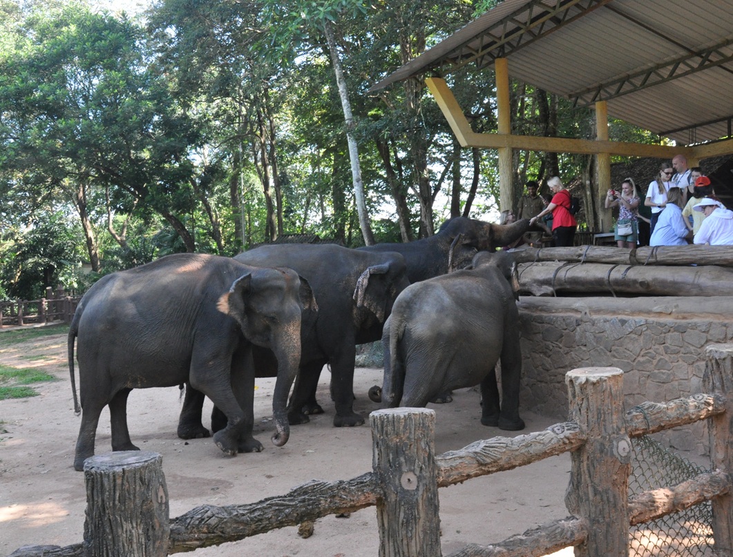 Pinnawala Sri Lanka
