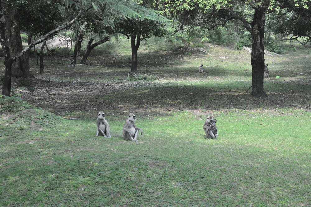 małpy Sri Lanka