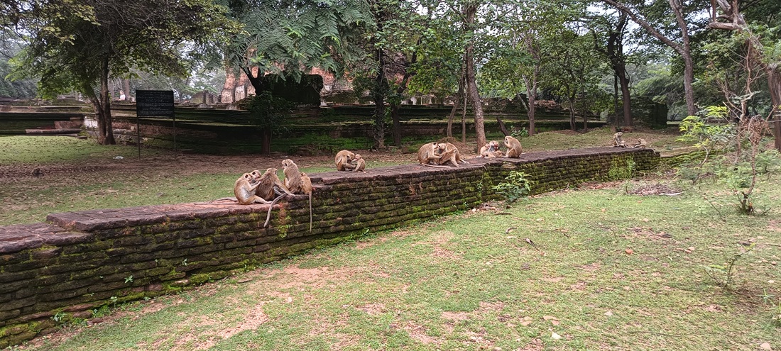 małpy