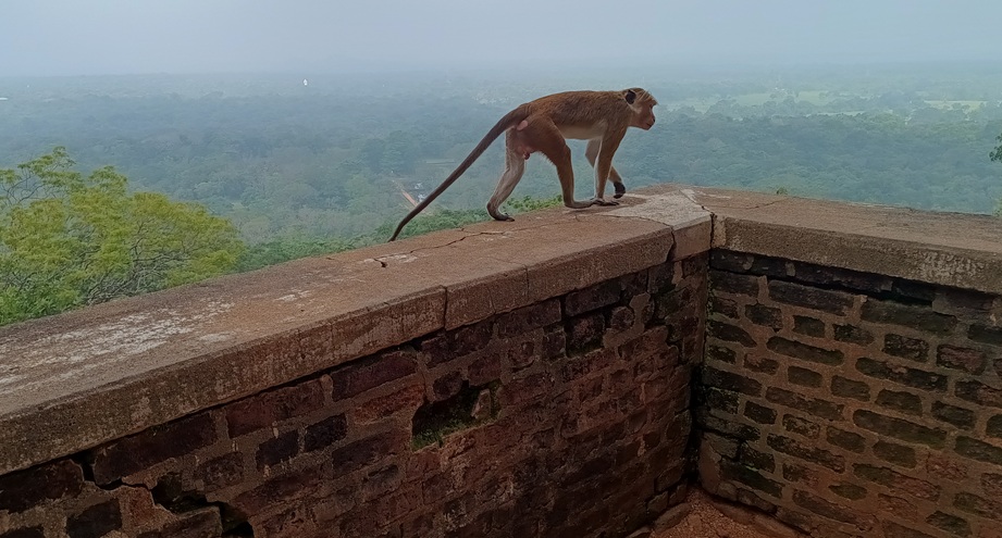 makaki Sri Lanka