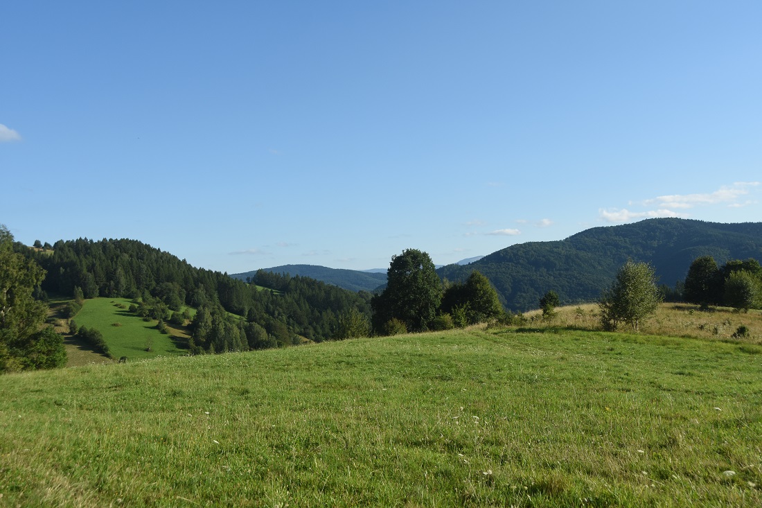 widok
